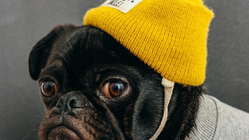 dog wearing shirt with hat
